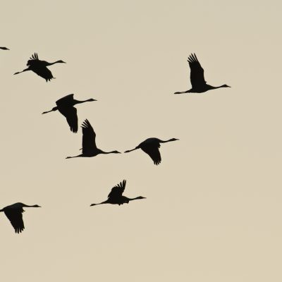 Zug der Kraniche / Migration of Cranes