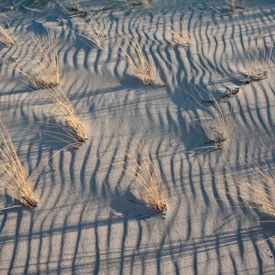 Dünenvegetation / Grass in Sand Dunes